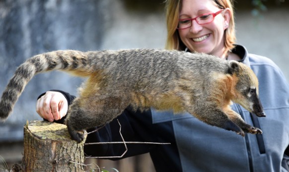 zoo coronavirus animals slaughter