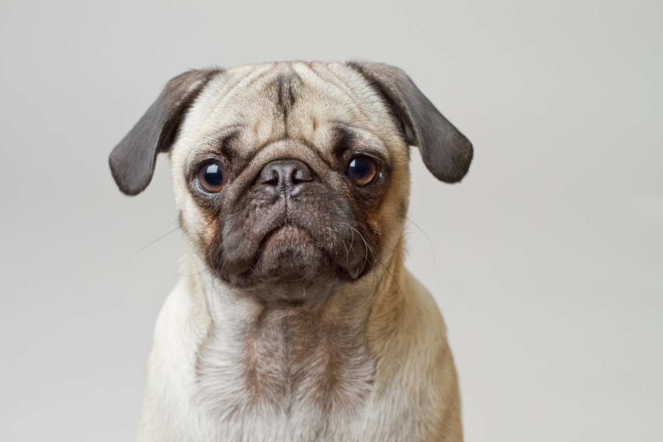 A household pug is the first pet dog in the US to test positive for the coronavirus.