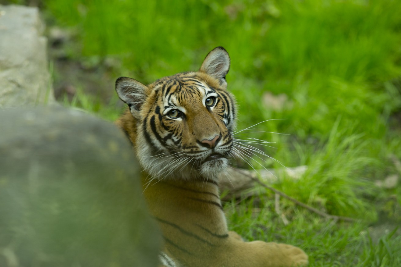 A young Malayan tiger at the Bronx zoo in 2017. One of the zoo's tigers has the coronavirus.