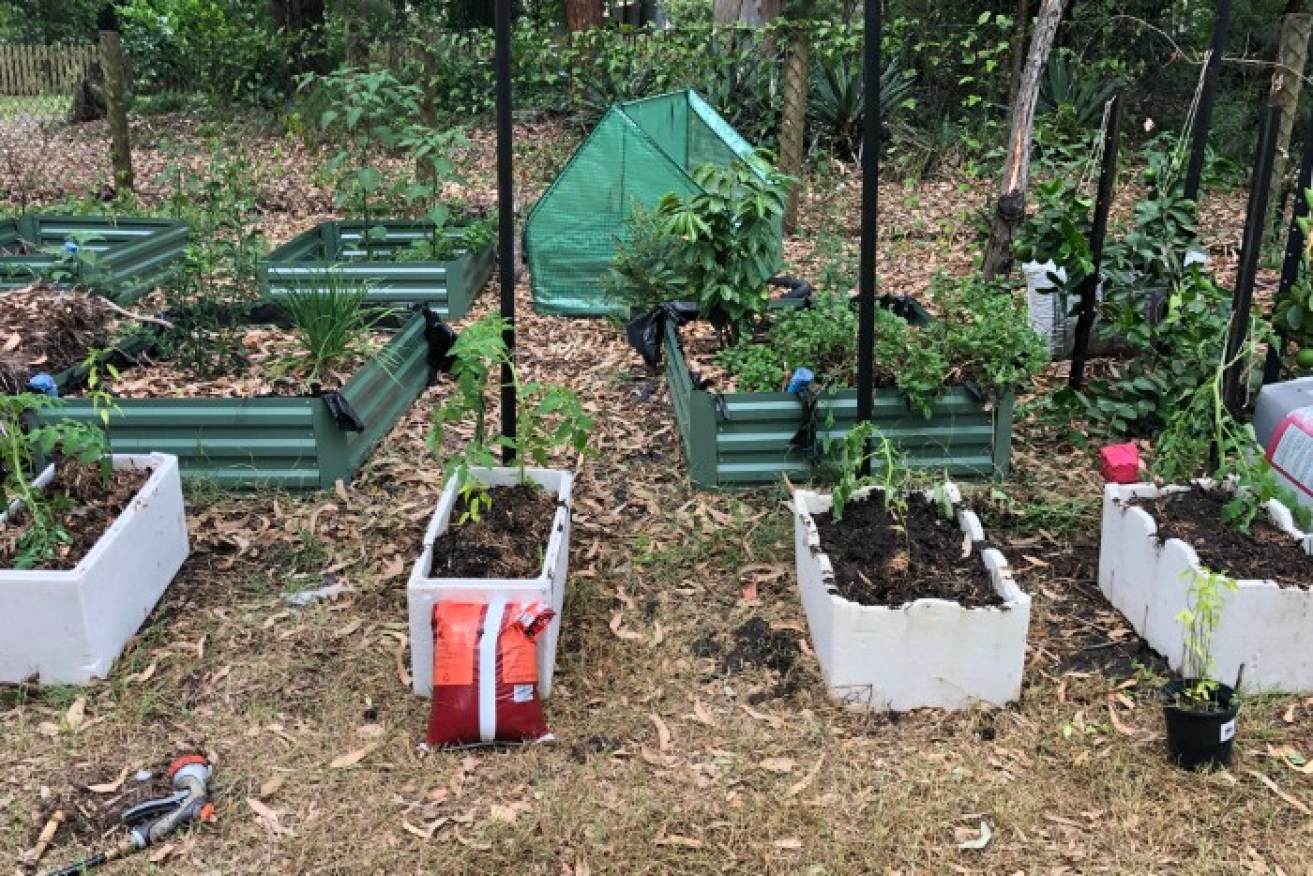 Queensland's Bridget Larsen has used her time in isolation to grow tomatoes out of foam boxes. 