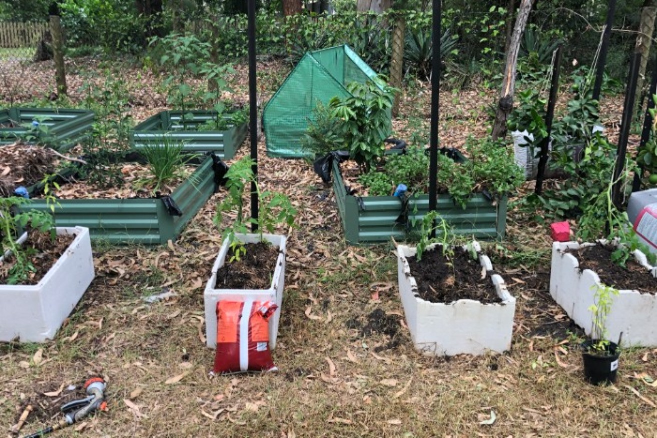 Queensland's Bridget Larsen has used her time in isolation to grow tomatoes out of foam boxes.