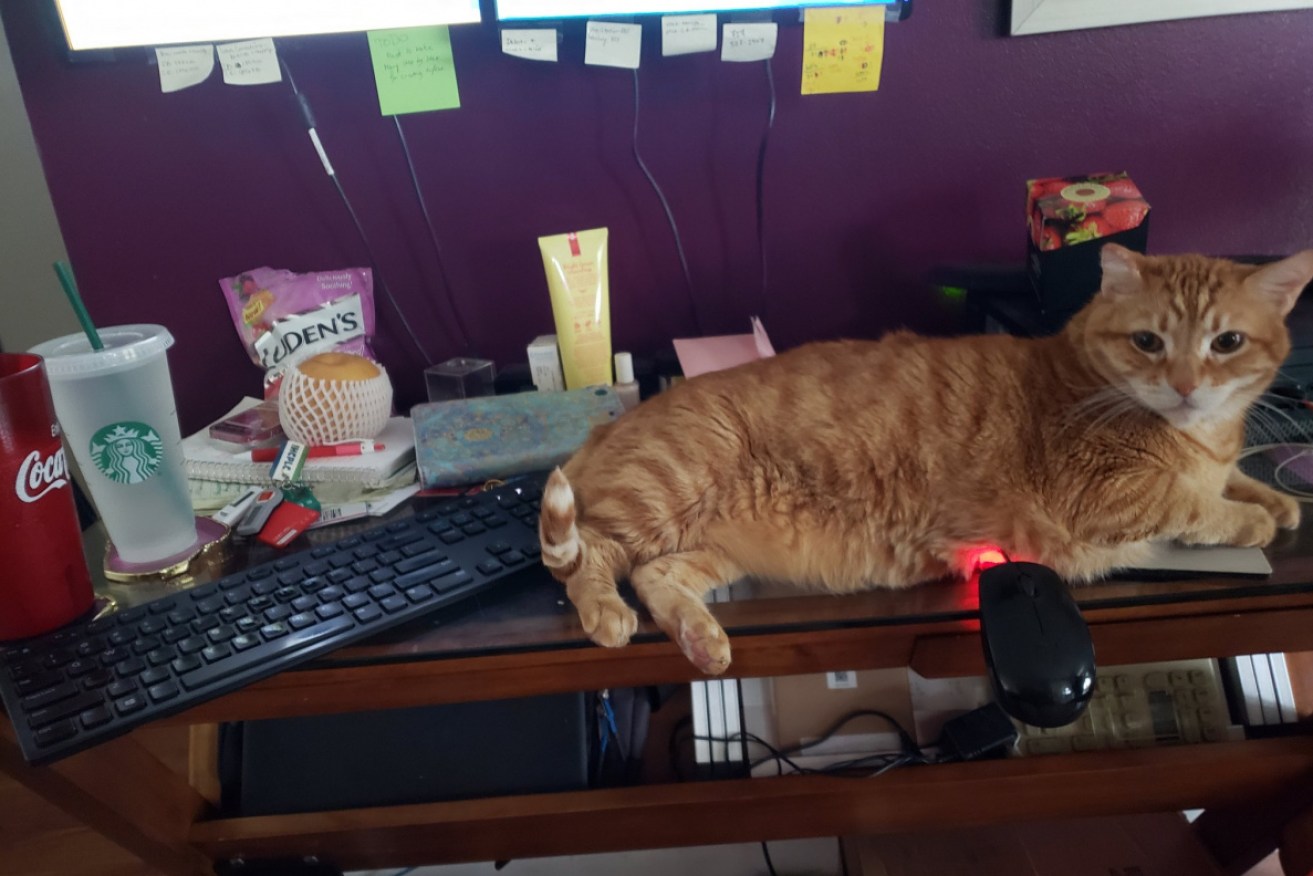 Meg Layne shared a photo on Twitter of her home desk set-up, featuring an overbearing and furry boss.