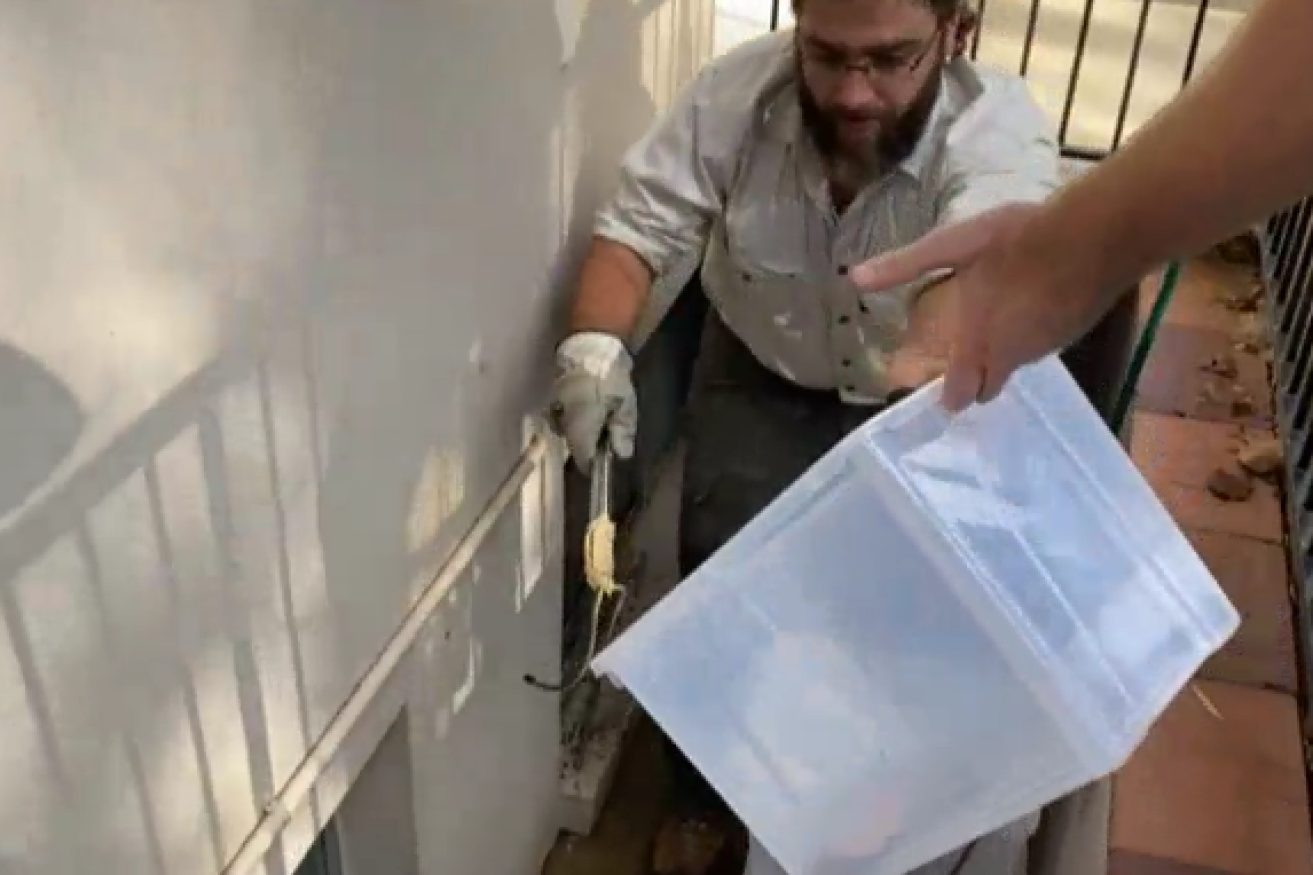 This snake handler keeps his latest captive at arm's length with a pair of kitchen tongs.