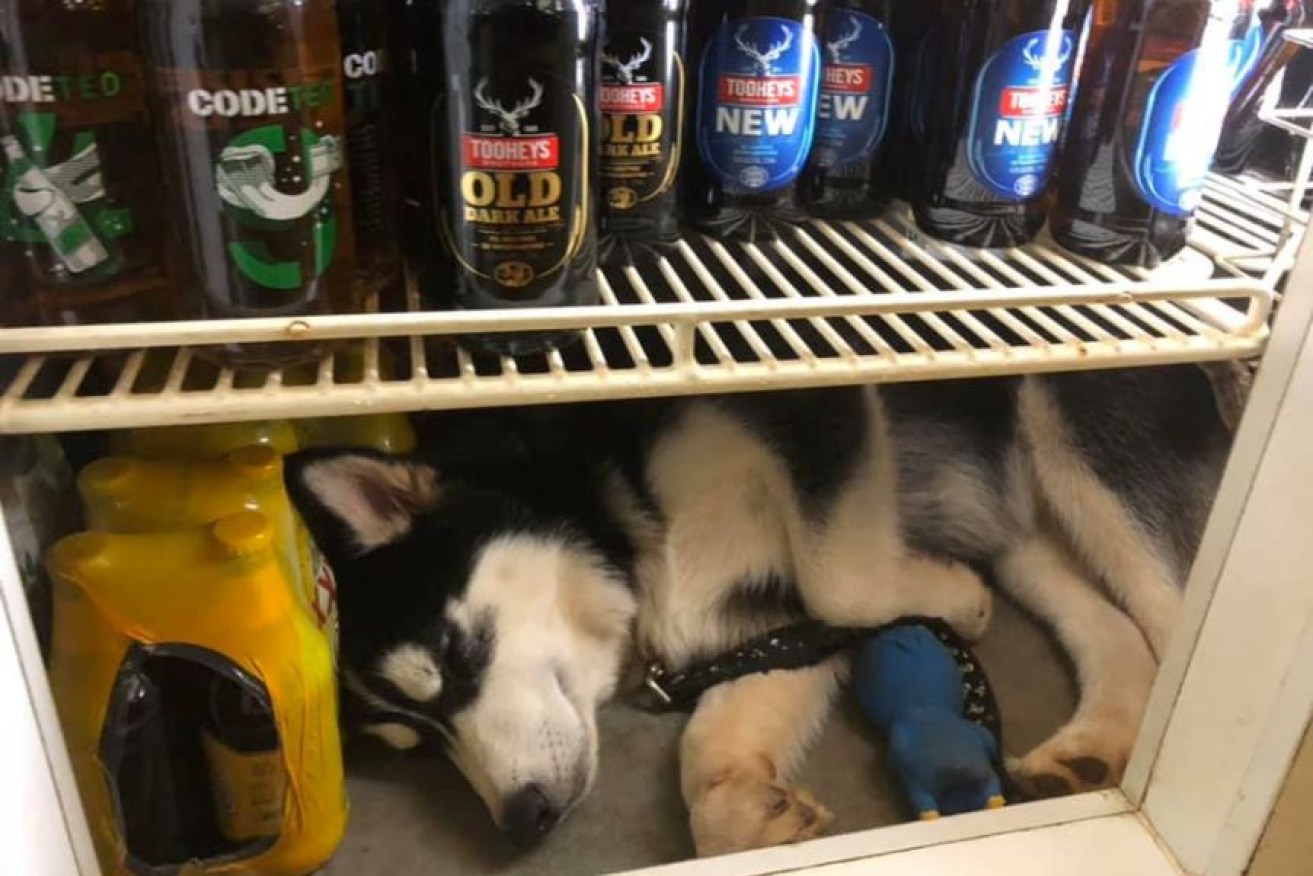 Oi liked sleeping in the bar fridge on hot days.