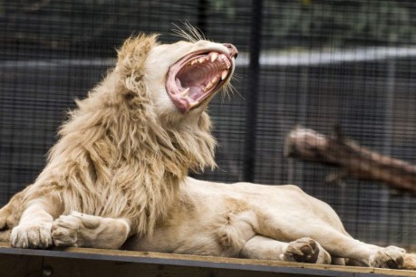 Shoalhaven Zoo lion attack leaves woman critically injured