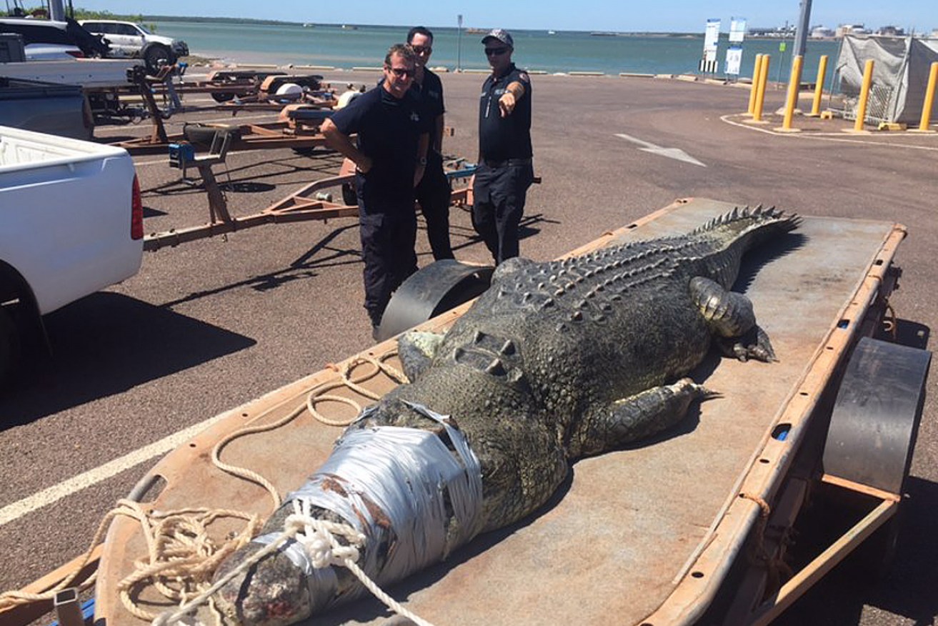 NT Parks and Wildlife pulled this 4.5-metre crocodile from Darwin Harbour in 2018.