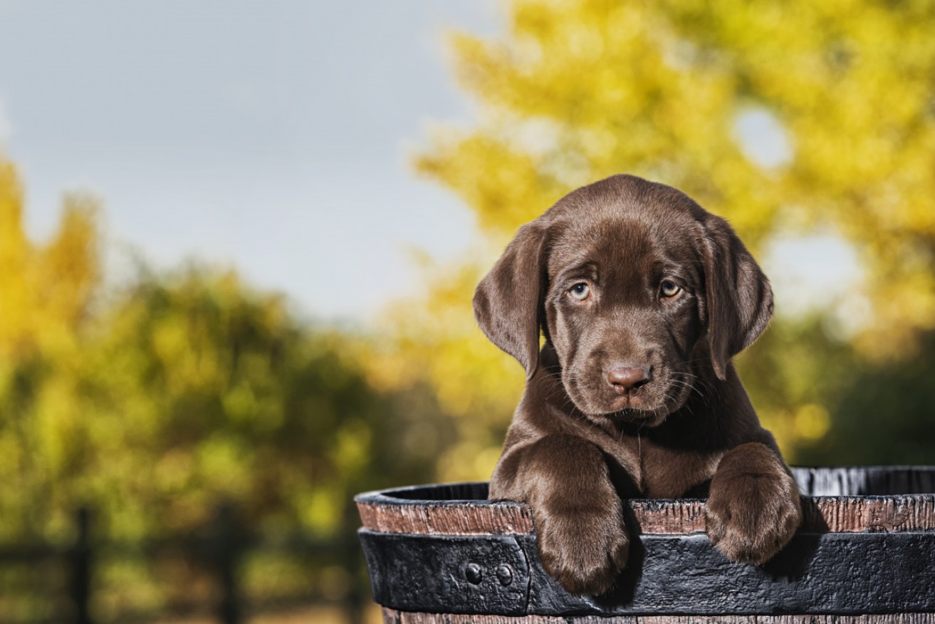 Prospective puppy owners are advised to do their homework before agreeing to buy.