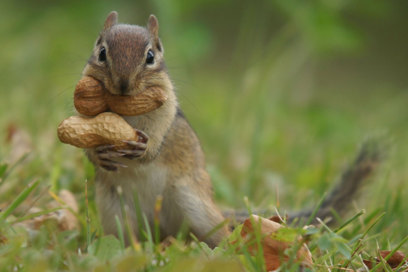 Nuts provide a range of health benefits, but most Australians are missing out. 