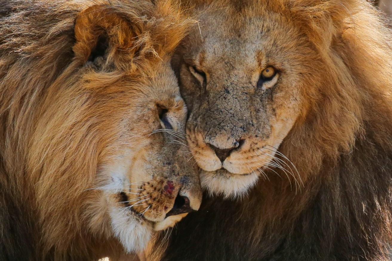Lions are one of the original big five – and a contender for the updated version.