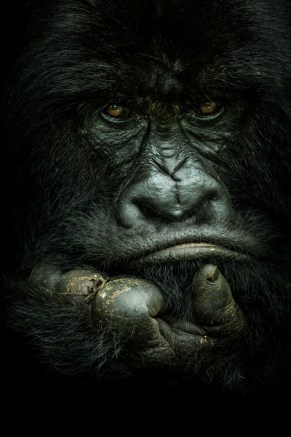 big five updated animals
