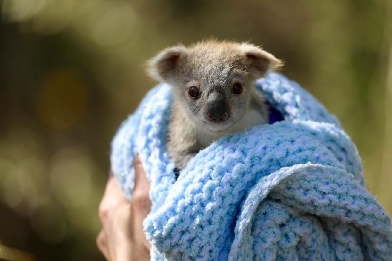 Australian Reptile Park has announced the birth of a baby koala 
