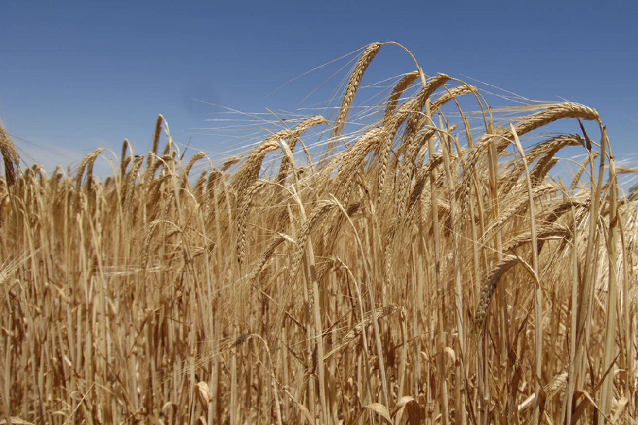 China's tariffs have effectively banned Australian barley.