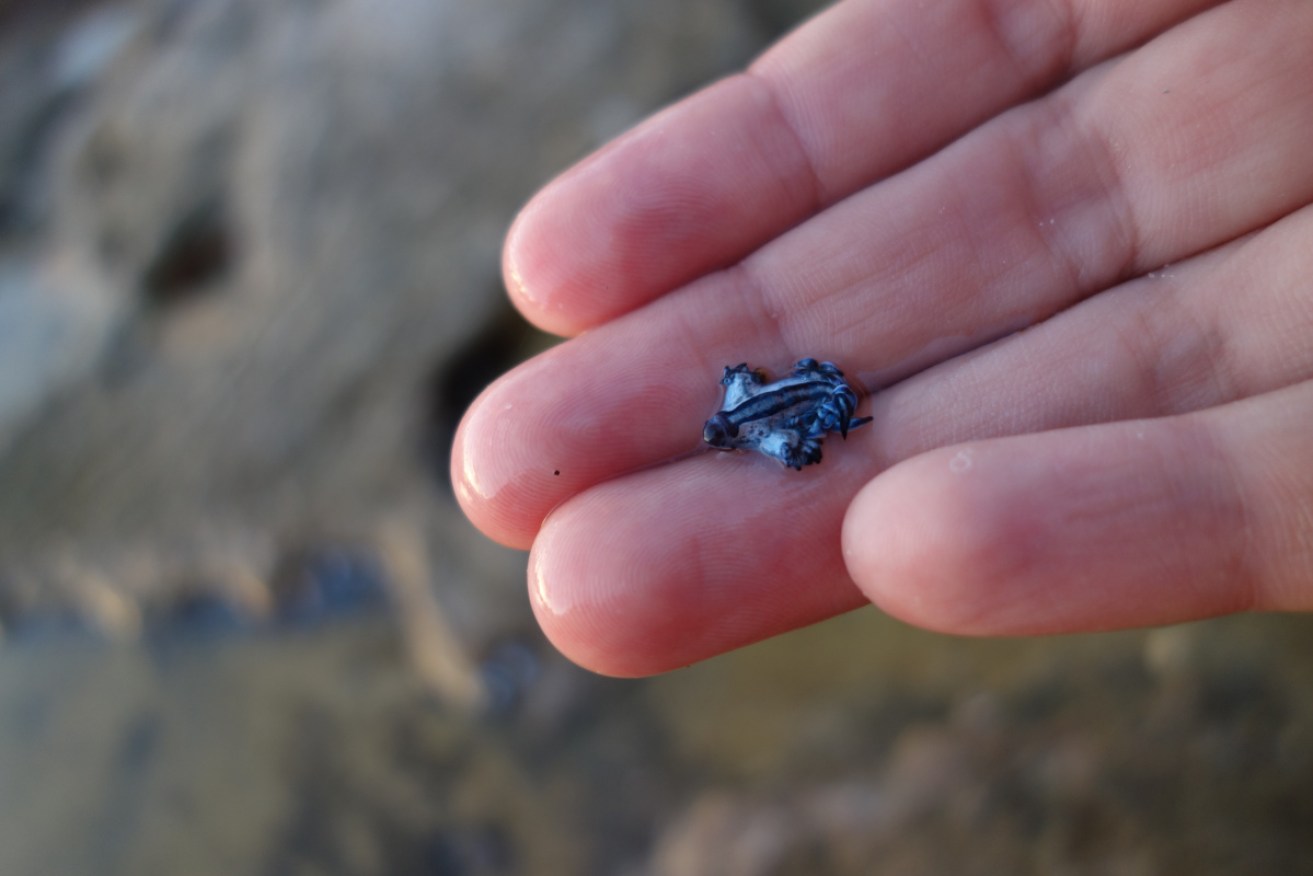 Looks cute, might sting later: The blue dragons are intriguing and colourful, but whatever you do, don't pick them up.