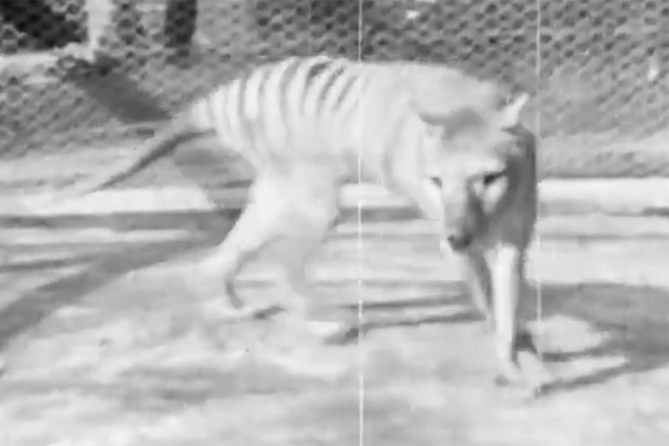 The last known thylacine – known as Benjamin – at Hobart’s Beaumaris zoo in 1935.