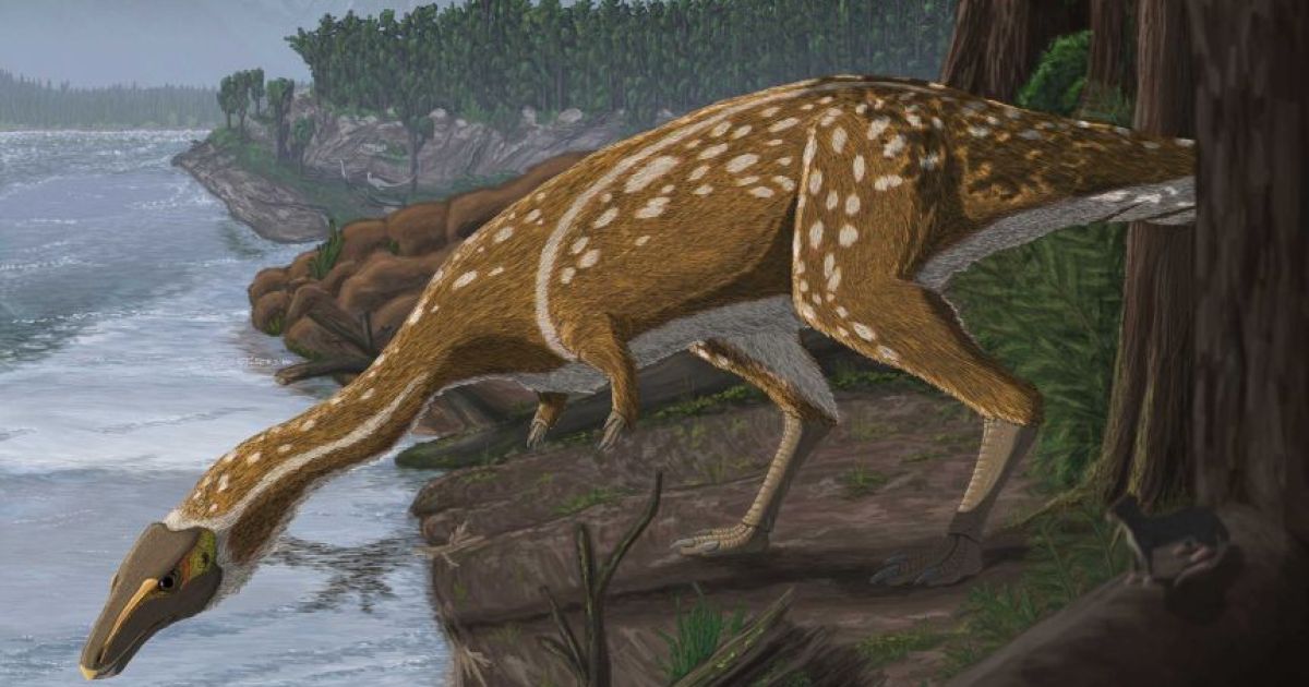 Elmisaurus Rarus Fossilised bones of rare 'delicate' dinosaur elaphrosaur identified in ...
