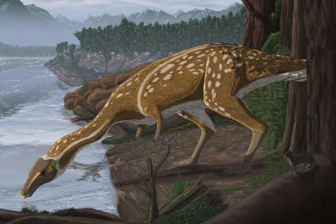 The elaphrosaur was a delicate light-footed bird who lived in Australia 110 million years ago.