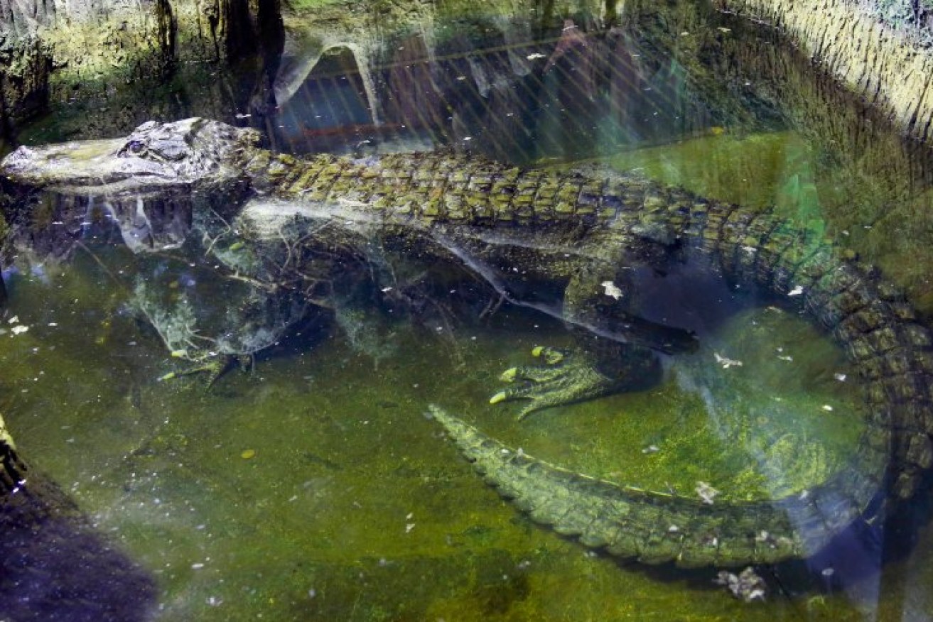 The alligator Saturn swims in water at the Moscow Zoo.