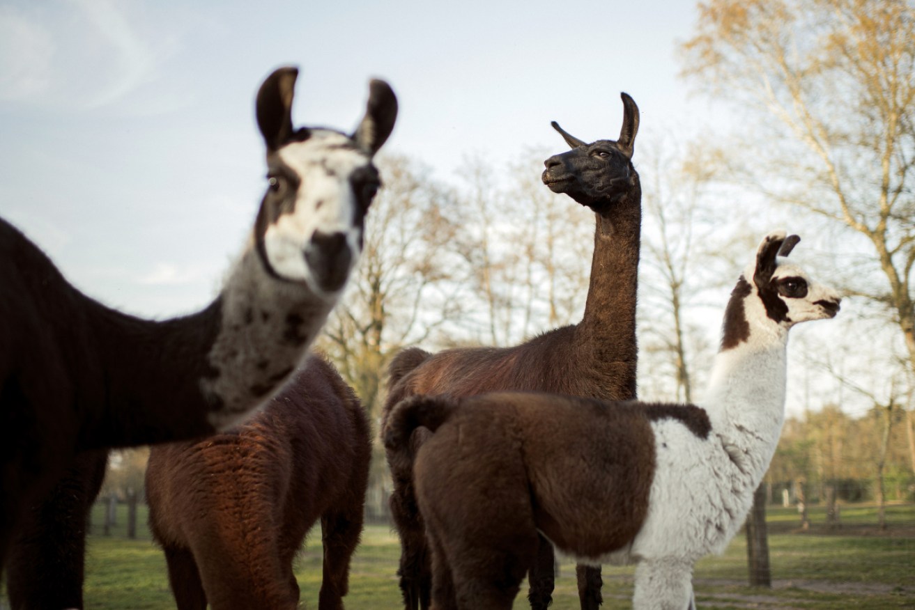 Antibodies from llamas have neutralised the novel coronavirus and other infections in lab experiments.