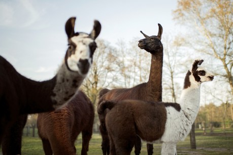 Llamas and the coronavirus: How the humble creature can join the fight