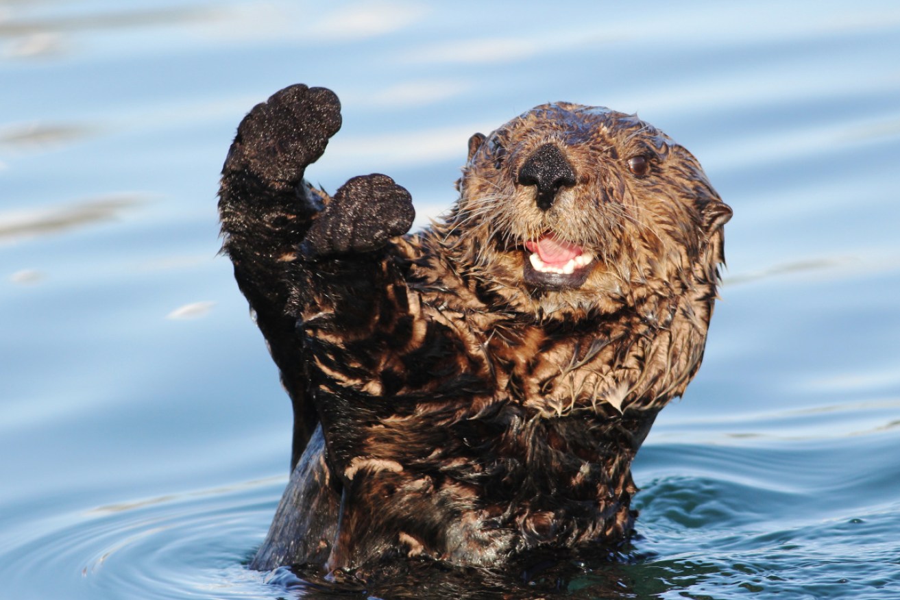 An otter raises his hands in what we can assume to be a demonstration of how he juggles rocks.