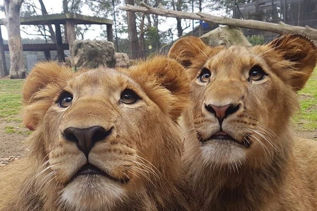 The two male lions won't be put down after the attack. 
