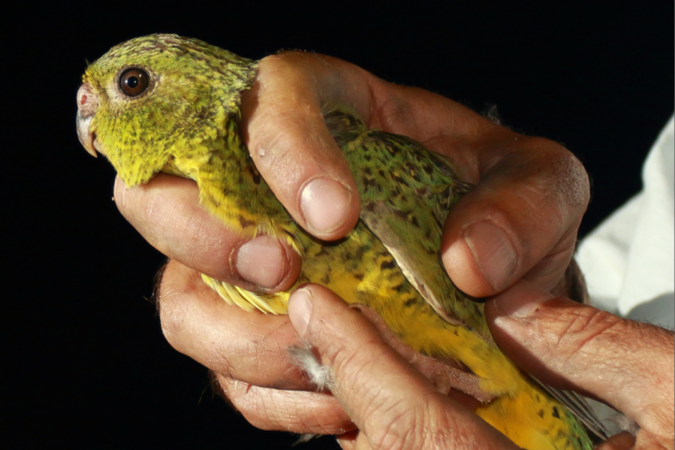 Night parrots have similar eye size to other parrots, with smaller optic nerves and lobes that provide less resolution.
