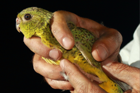 Why poor night-time vision is big trouble for this little parrot