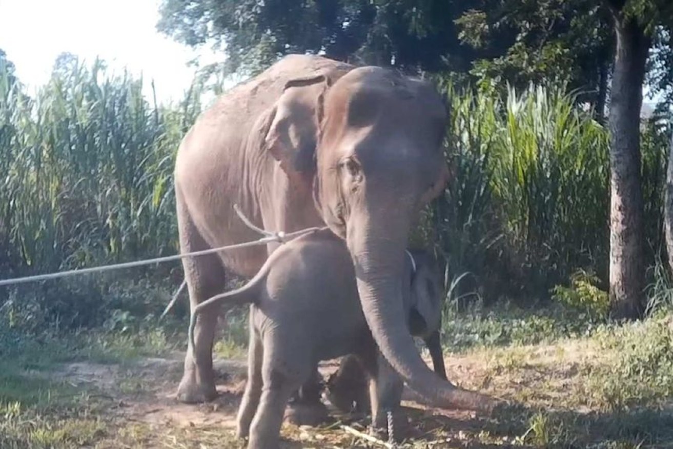 A still from the footage shows the moment before a baby elephant is pulled away from its mother.