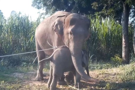 New footage shows baby elephants treated cruelly for tourism trade in Thailand