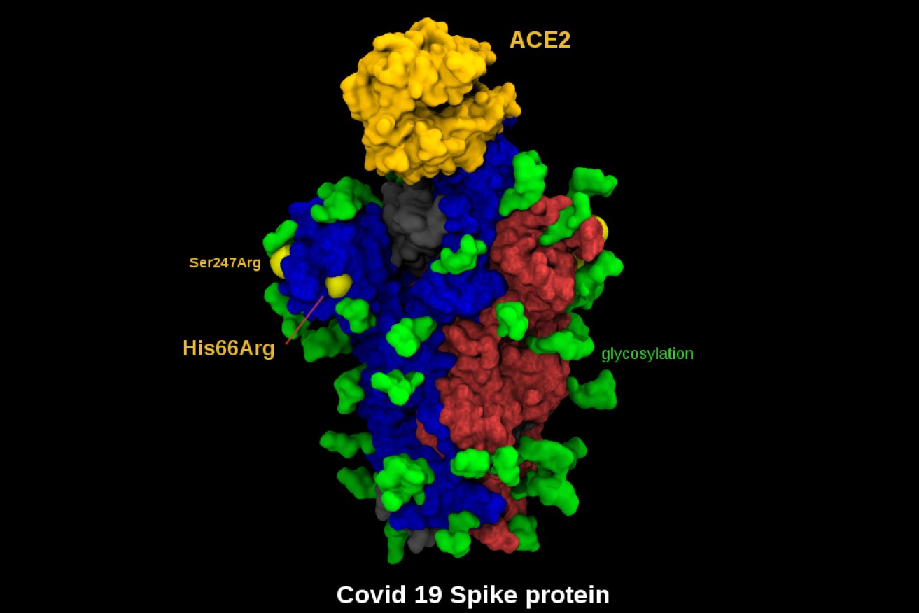 A 3D computer model of the COVID-19 spike protein that latches onto human cells.