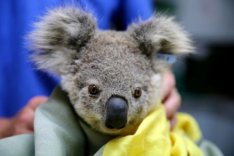 Koalas on slippery slope to endangered after deadly bushfires