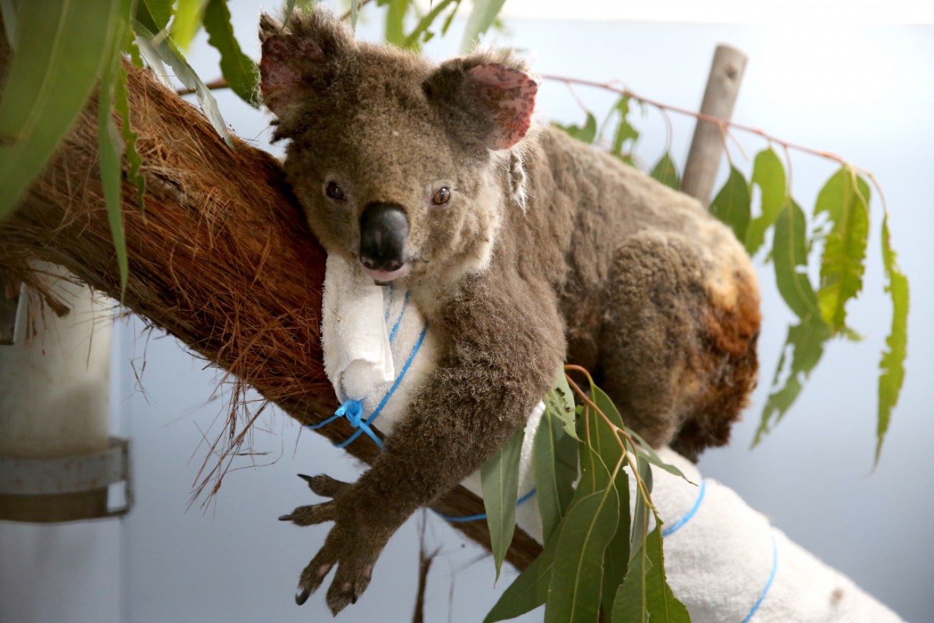 The $80m park will allow koalas to focus on sleeping and eating, rather than fighting a daily battle for survival.  