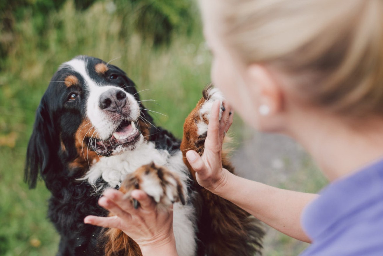 Can you love your pet a little too much? Apparently so, researchers suggest.