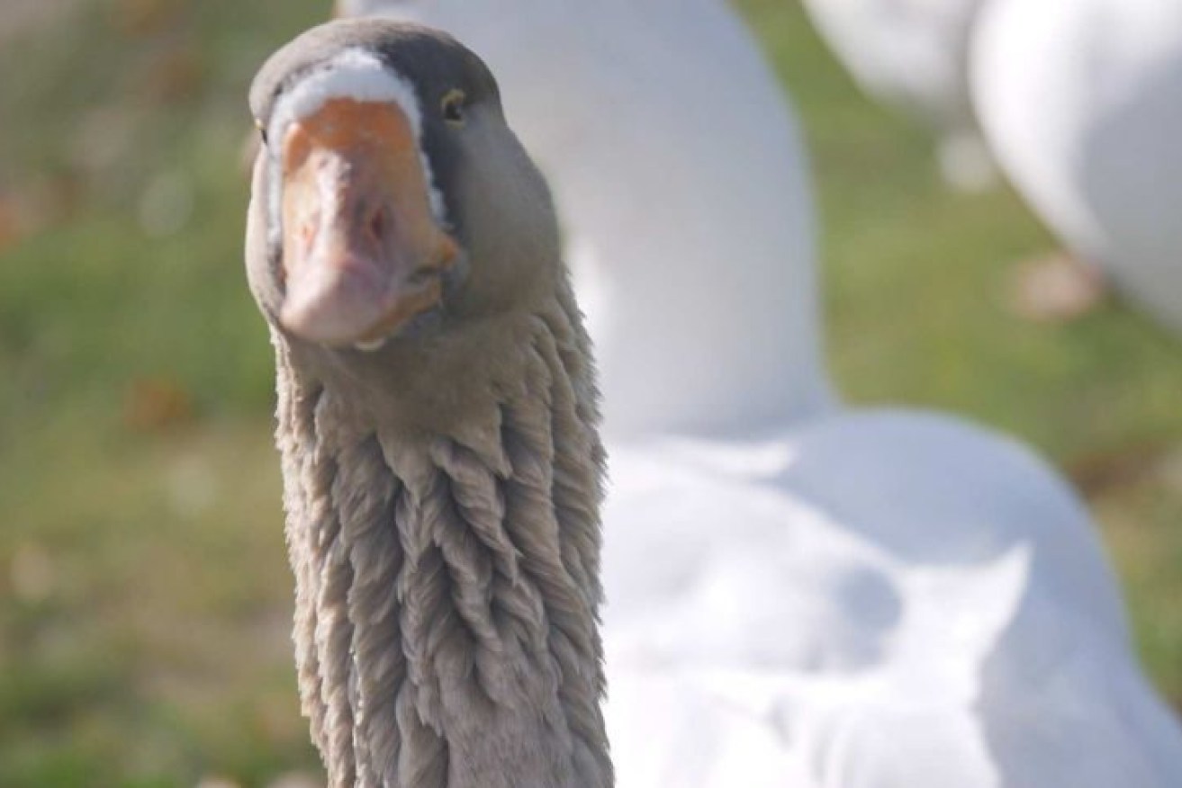 She's a bit of a goose, but Riddells Creek is her home. 