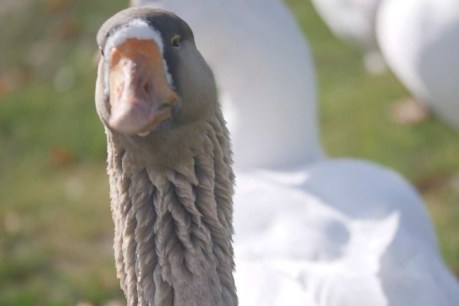Take a gander: Are these roaming geese a menace or a local attraction?