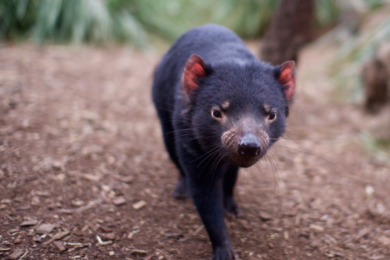 A Tasmanian devil at Bonorong.
