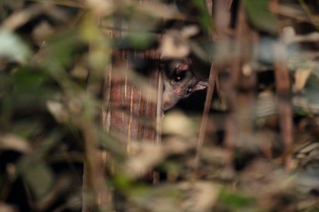Leadbeater’s possum may change the future of logging in Australia
