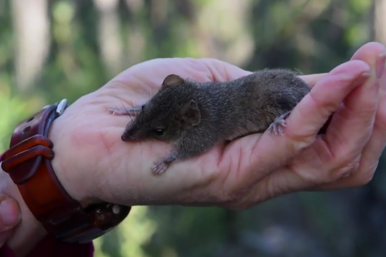Weighing just 50 grams - about the same as a typical light bulb - this little fella somehow survived the summer's inferno.