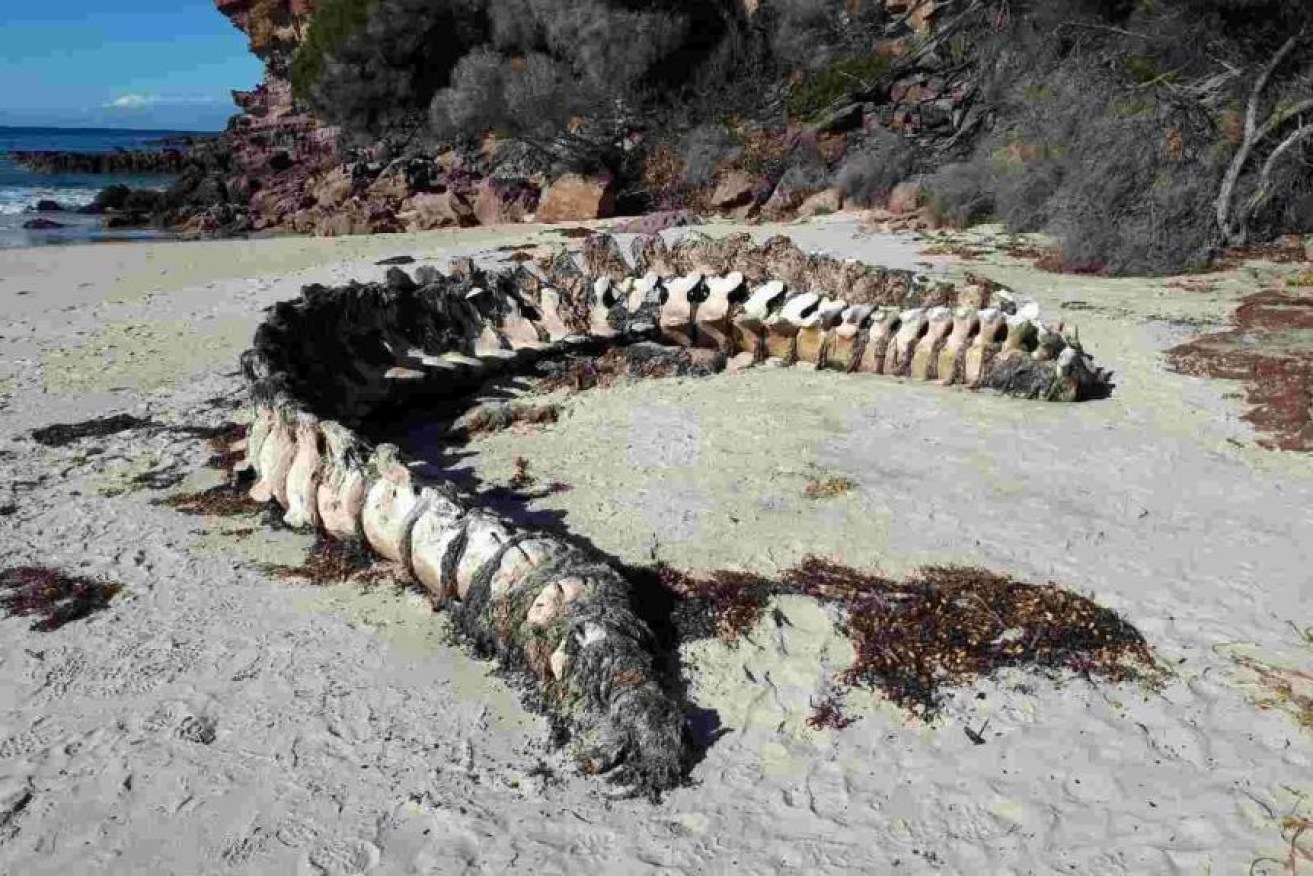 The whale backbone was spotted by beachgoers near Wonboyn on the NSW far south coast. 