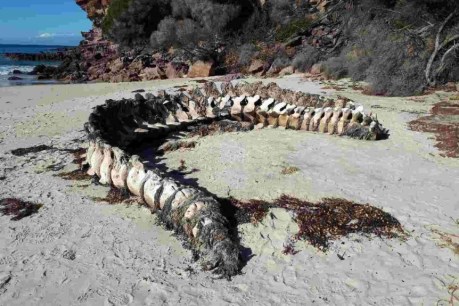 Intact six-metre long whale vertebrae washes ashore near Eden, on NSW far south coast