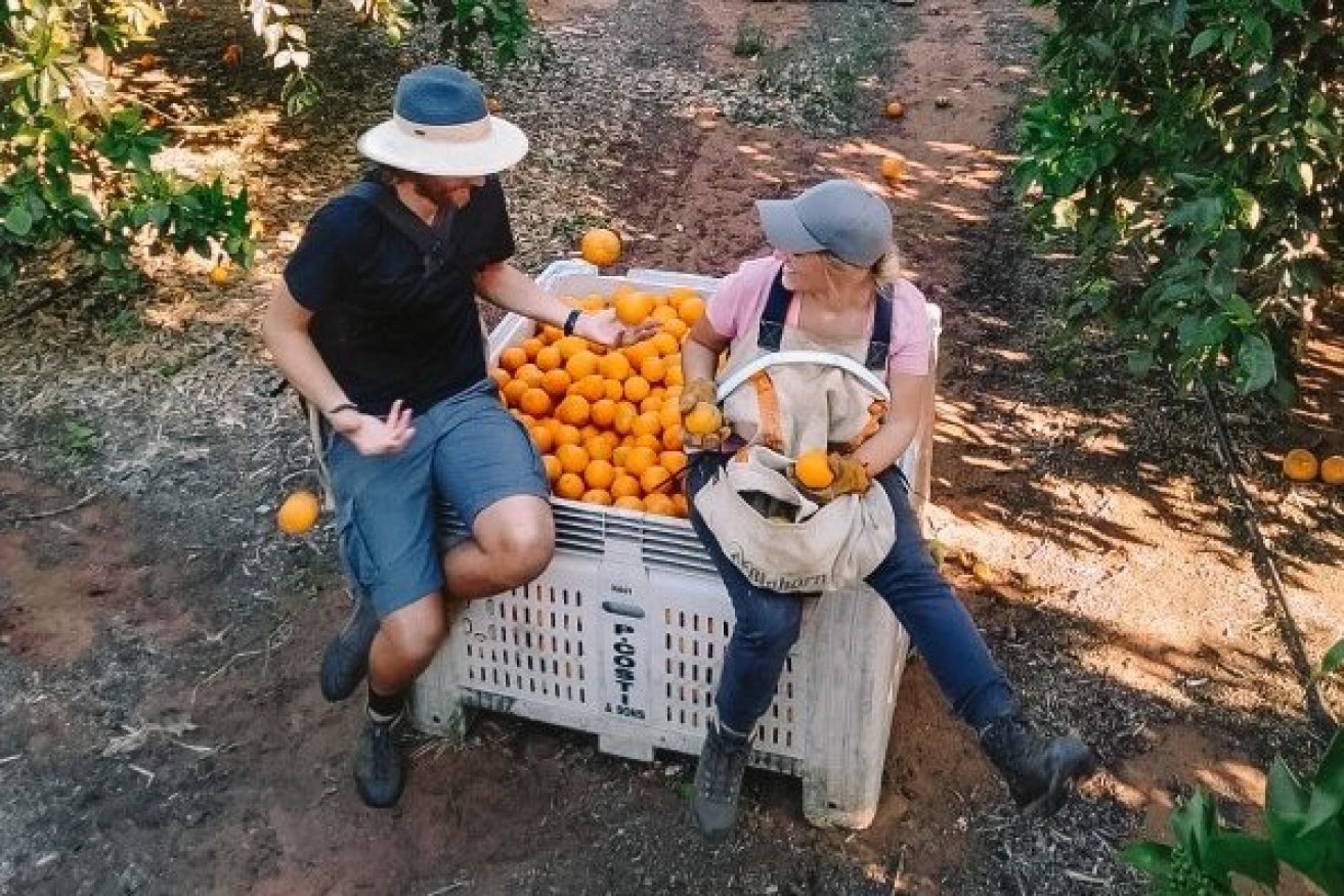 Farmers can be heavily reliant on backpackers to harvest their crops.