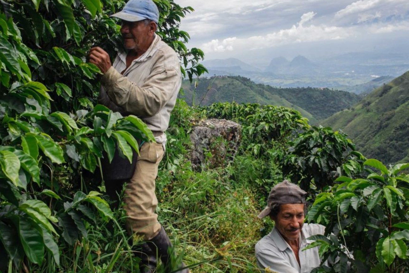 It's coffee harvest season in South America. 