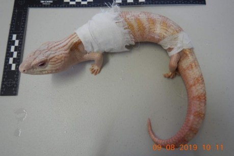 Australian lizards destined for Chinese black market found in rice cookers