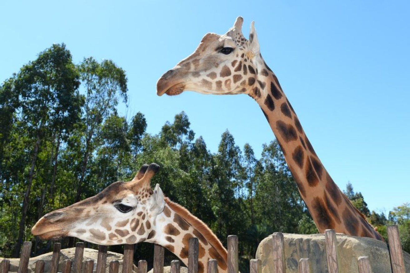 Forest, the head-turning giraffe, with one of his (considerably shorter) offspring. 