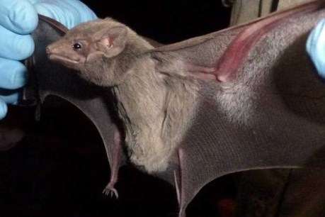 How scientists know the coronavirus came from bats and wasn’t made in a lab