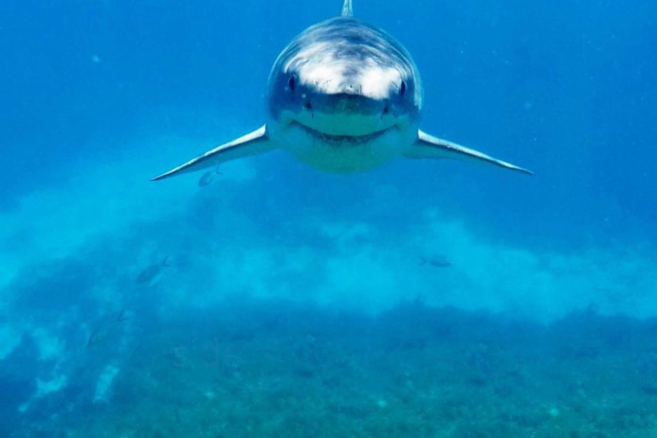 NSW's shark-protection budget will triple in a concerted campaign to reduce attacks.