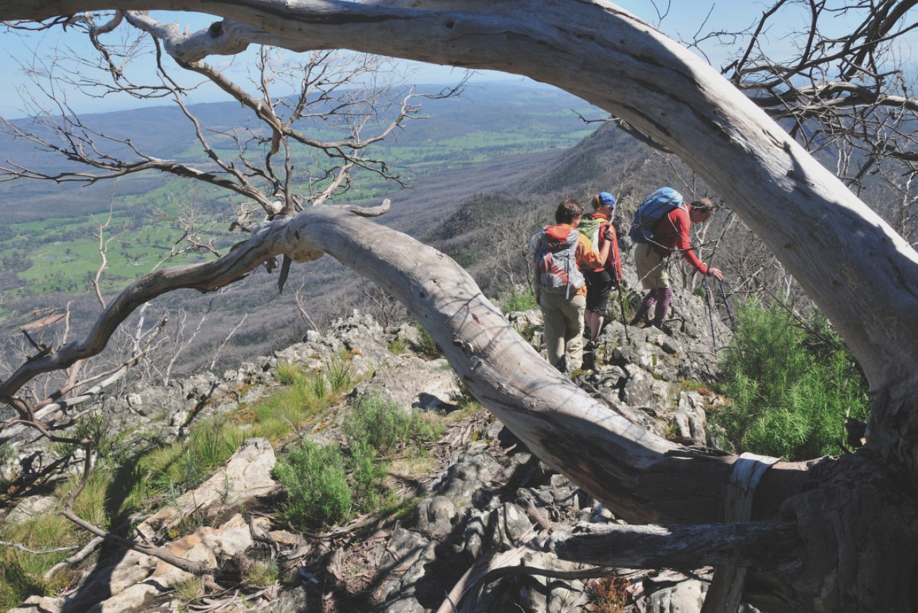 Starting along the Ridgeback, on Victoria's Cathedral Range.