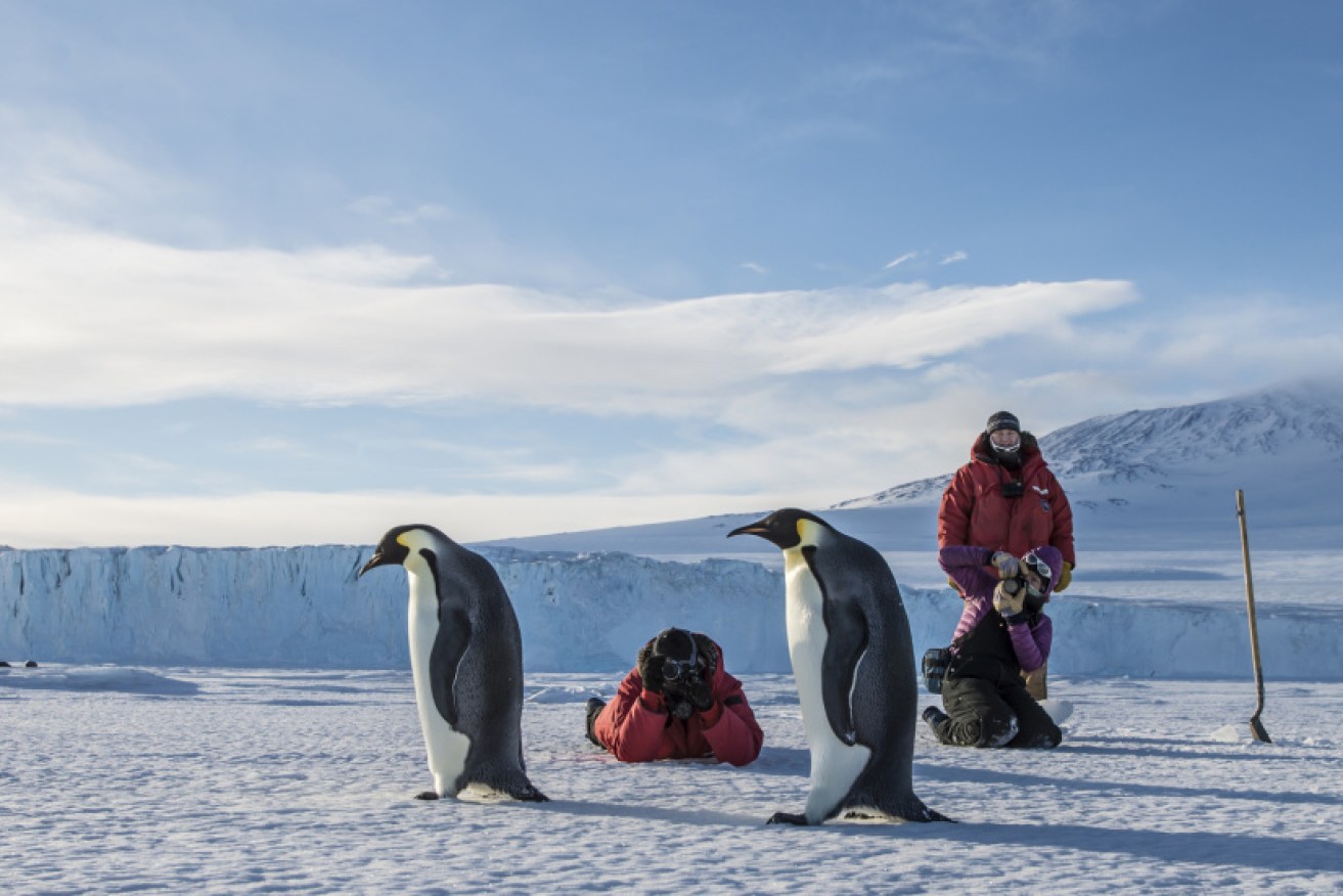Antarctica's penguins are waiting to welcome Australian tradies.