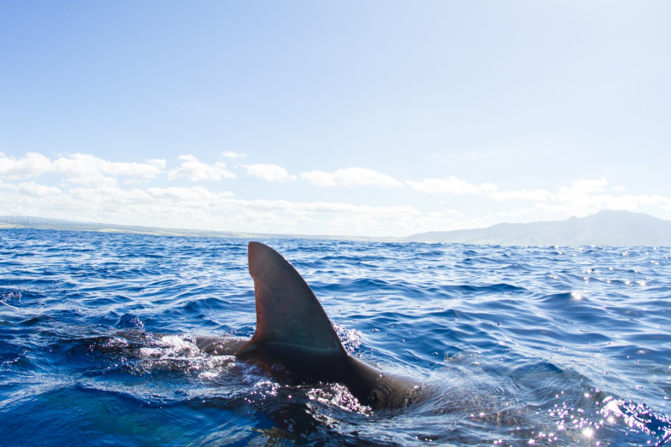 The unnamed victim was lucky to have only a leg in the water when the shark decided it was time for dinner.