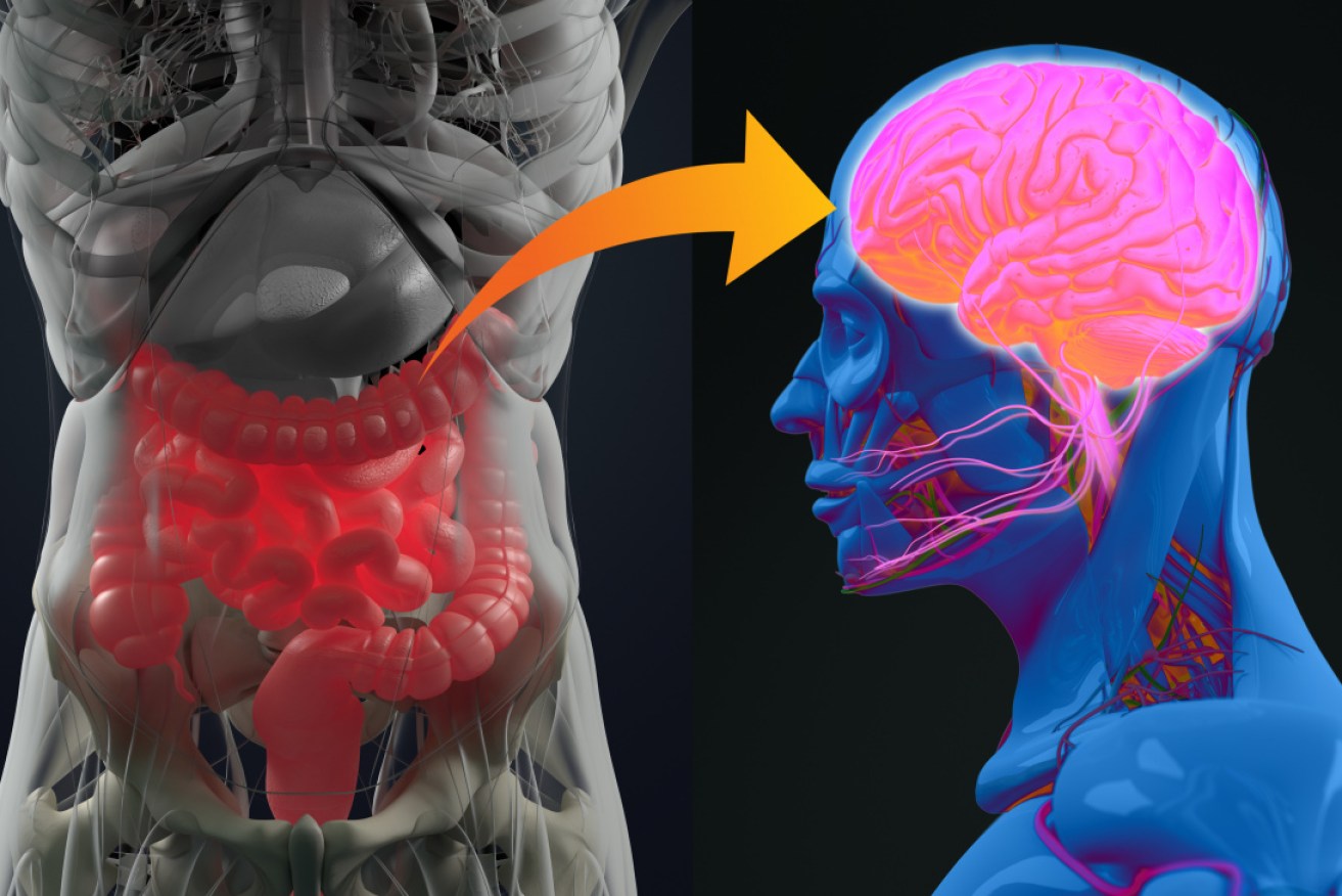Communication between the gut's  microbiome and the central nervous system is again linked to brain health and disease.